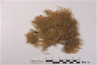 藏品(綠鋸苔屬)的圖片